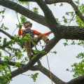 San Ramon Tree Care: How to Identify and Remove Hazardous Trees