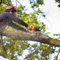 The Benefits of Hiring a Professional Tree Care Service in San Ramon