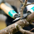 San Ramon Tree Care: Can You Do Your Own Tree Trimming and Pruning?