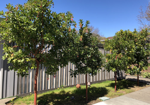 The Best Trees for San Ramon: A Guide to Tree Care in the Bay Area