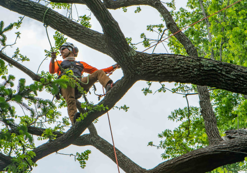 San Ramon Tree Care: How to Identify and Remove Hazardous Trees