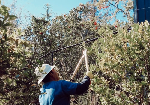 Ensuring the Health and Safety of Your Trees in San Ramon