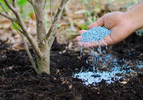 The Importance of Fertilizing Trees in San Ramon