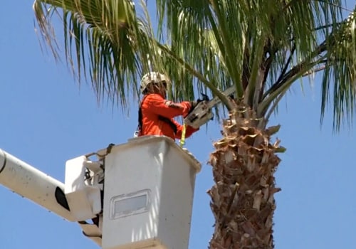 The Cost of Tree Care Services in San Ramon: An Expert's Perspective
